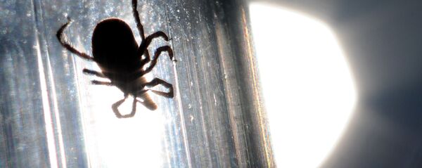 Клещи в паразитологической лаборатории Клещи в паразитологической лаборатории - Sputnik Южная Осетия