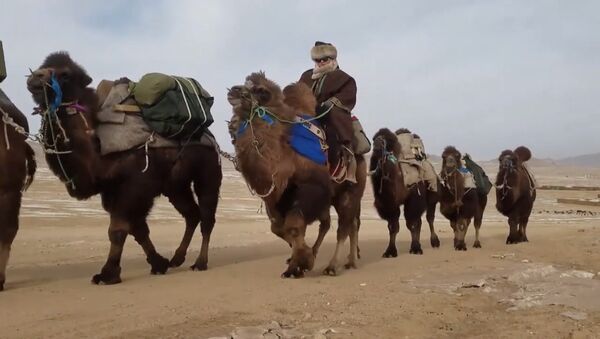 Энтузиасты путешествуют из Монголии до Лондона на верблюдах - Sputnik Южная Осетия