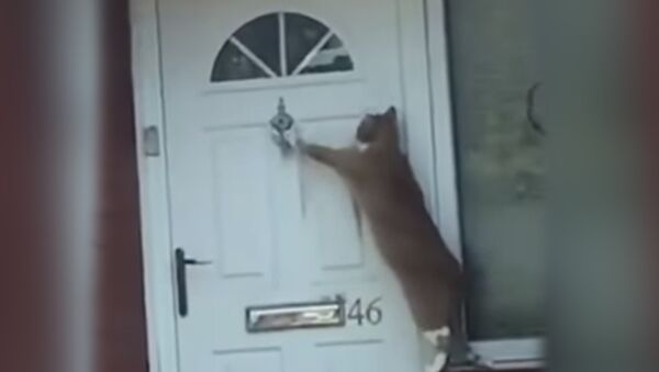 Кот стучит в дверь - Sputnik Южная Осетия