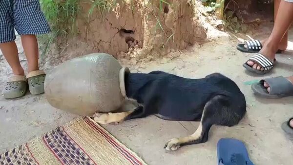 Спасение щенка в Таиланде - Sputnik Южная Осетия