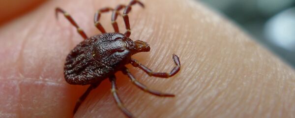 Клещ Клещ - Sputnik Южная Осетия