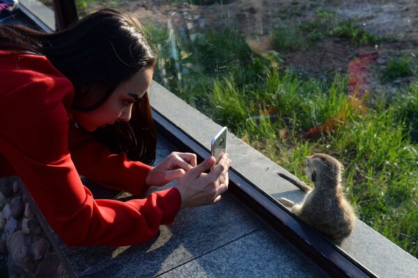 Девушка фотографирует суриката в Московском зоопарке - Sputnik Южная Осетия