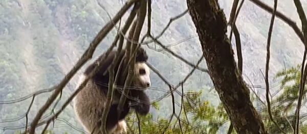Детеныш дикой панды был впервые обнаружен  в китайском заповеднике Вулонг Детеныш дикой панды был впервые обнаружен  в китайском заповеднике Вулонг - Sputnik Южная Осетия