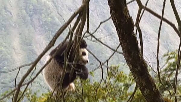 Детеныш дикой панды был впервые обнаружен  в китайском заповеднике Вулонг - Sputnik Южная Осетия