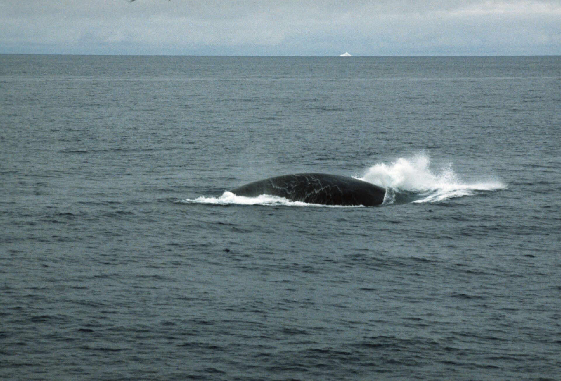 Синий кит (Balaenoptera musculus) - Sputnik Южная Осетия, 1920, 22.07.2025