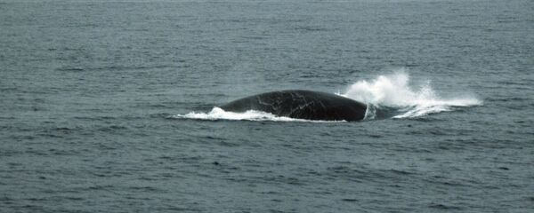 Синий кит (Balaenoptera musculus) Синий кит (Balaenoptera musculus) - Sputnik Южная Осетия