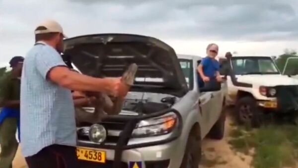 Житель Зимбабве пригрел огромного питона под капотом машины - Sputnik Южная Осетия