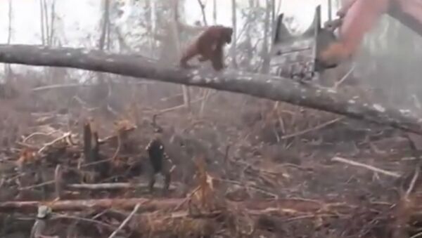 В Индонезии орангутан вступил в бой с бульдозером, уничтожающим его лес - Sputnik Южная Осетия