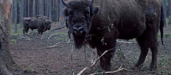 Зубры в Беловежской пуще Зубры в Беловежской пуще - Sputnik Южная Осетия