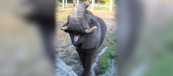 Слоненок - Sputnik Южная Осетия