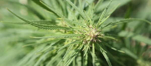 Цхинвалы цӕрӕджы фӕивар кодтой гӕн зайын кӕныны тыххӕй Цхинвалы цӕрӕджы фӕивар кодтой гӕн зайын кӕныны тыххӕй - Sputnik Хуссар Ирыстон