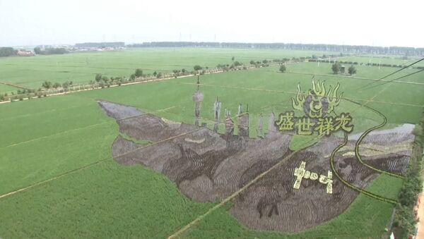 Китайские фермеры создают удивительные рисунки на рисовых полях - Sputnik Южная Осетия