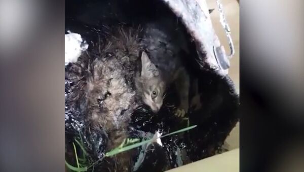 Котят, которых выбросили в горячий гудрон, спасли в Приморье - Sputnik Южная Осетия