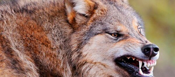 волк - Sputnik Южная Осетия