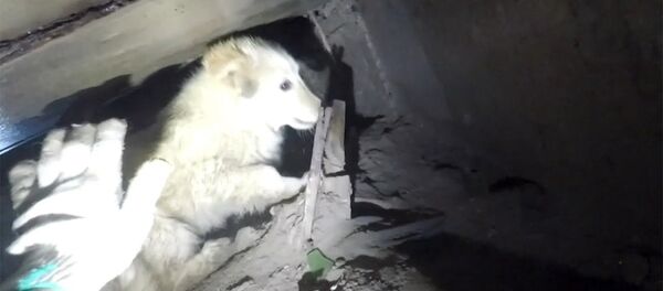 Замурованный щенок: диггеры спасли животное из трехмесячного плена - Sputnik Южная Осетия