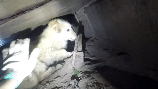 Замурованный щенок: диггеры спасли животное из трехмесячного плена - Sputnik Южная Осетия