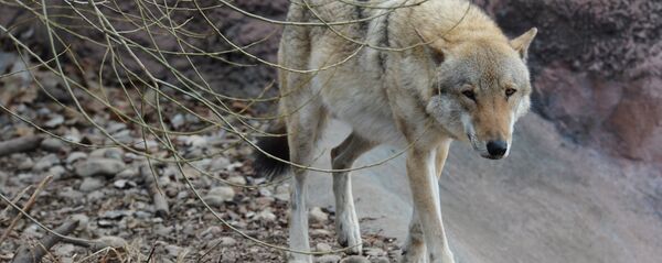 Волк Волк - Sputnik Южная Осетия