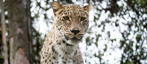 Переднеазиатский леопард Переднеазиатский леопард - Sputnik Южная Осетия