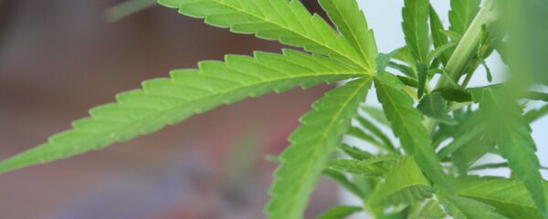 Марихуана Марихуана - Sputnik Южная Осетия