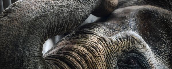 Музей слонов открыли в Московском зоопарке Музей слонов открыли в Московском зоопарке - Sputnik Южная Осетия