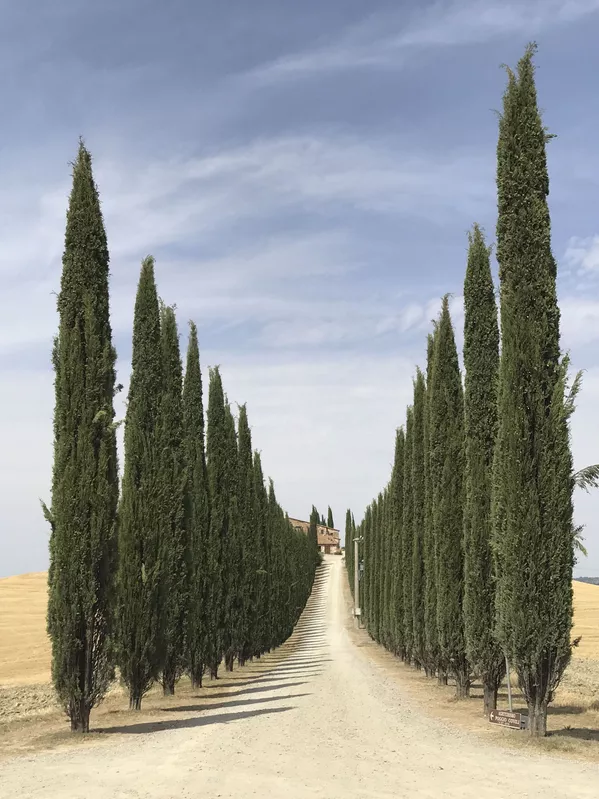 Работа фотографа Lidia Muntean Road of Tuscany, занявшая первое место в номинации Деревья в фотоконкурсе 2018 iPhone Photography Awards Работа фотографа Lidia Muntean Road of Tuscany, занявшая первое место в номинации Деревья в фотоконкурсе 2018 iPhone Photography Awards - Sputnik Южная Осетия