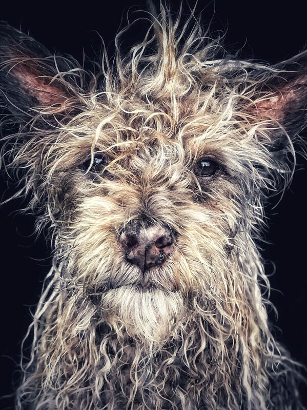 Работа фотографа Robin Robertis “Django” Old man baby dog, занявшая первое место в номинации Животные в фотоконкурсе 2018 iPhone Photography Awards - Sputnik Южная Осетия