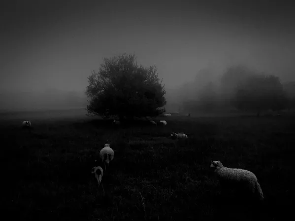 Работа фотографа Sukru Mehmet Omur Morning Fog, занявшая первое место в номинации Природа фотоконкурса 2018 iPhone Photography Awards Работа фотографа Sukru Mehmet Omur Morning Fog, занявшая первое место в номинации Природа фотоконкурса 2018 iPhone Photography Awards - Sputnik Южная Осетия