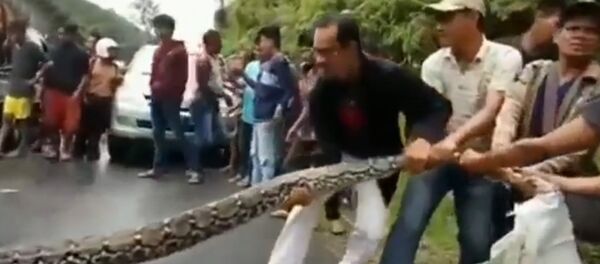 Попавшего под машину 10-метрового питона вышла спасать вся деревня Попавшего под машину 10-метрового питона вышла спасать вся деревня - Sputnik Южная Осетия