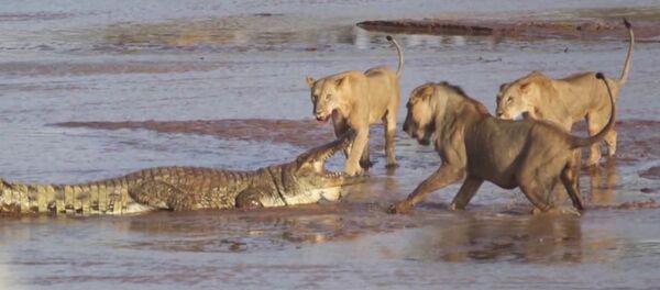 Трое львов напали на крокодила - Sputnik Южная Осетия