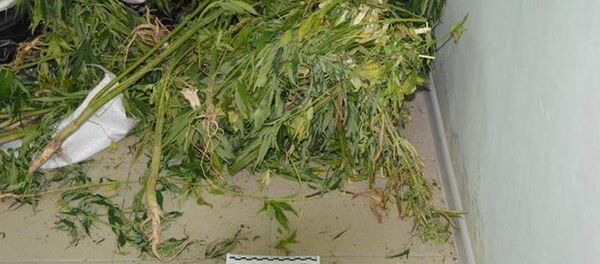 Дикорастущая конопля - Sputnik Южная Осетия