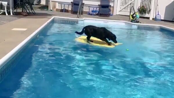 Когда не хочется мочить лапы: пес воспользовался доской, чтобы достать мячик из бассейна - Sputnik Южная Осетия