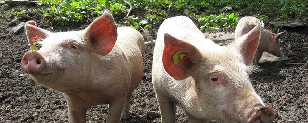 Поросята на ферме - Sputnik Южная Осетия