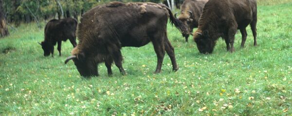 Зубры. Зубры. - Sputnik Южная Осетия