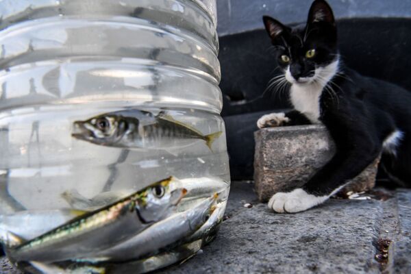 Кошка смотрит на рыб в пластиковом контейнере в районе Каракей в Стамбуле, Турция - Sputnik Южная Осетия