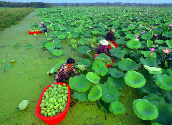 Сбор урожая семенных стручков лотоса на озере в китайской местности Таньчэн - Sputnik Южная Осетия