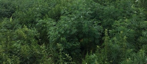 Конопля в Северной Осетии Конопля в Северной Осетии - Sputnik Южная Осетия