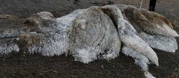 Волосатый монстр на Камчатке Волосатый монстр на Камчатке - Sputnik Южная Осетия