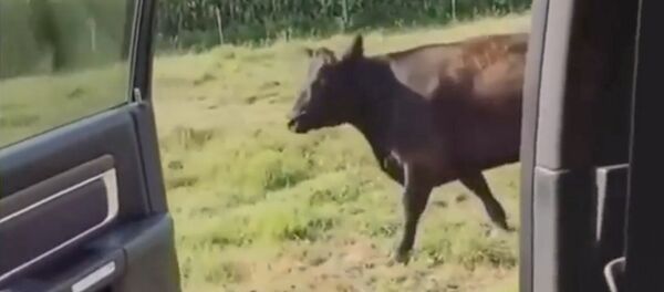 Ответ на популярный челлендж - Sputnik Южная Осетия