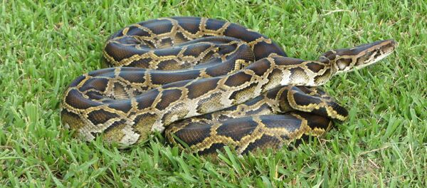 Питон Питон - Sputnik Южная Осетия