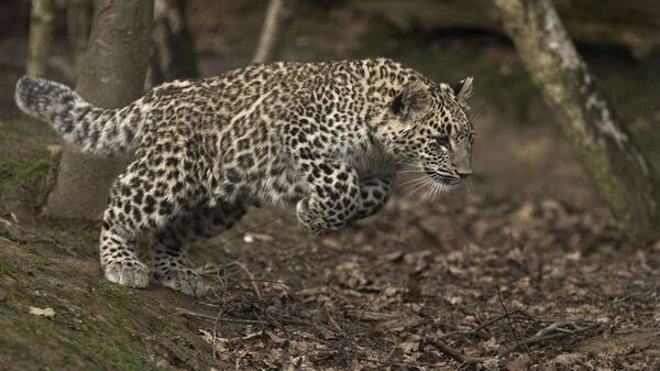 Переднеазиатский леопард (кавказский барс) - Sputnik Южная Осетия