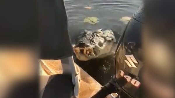 Крокодил прыгнул в лодку - Sputnik Южная Осетия