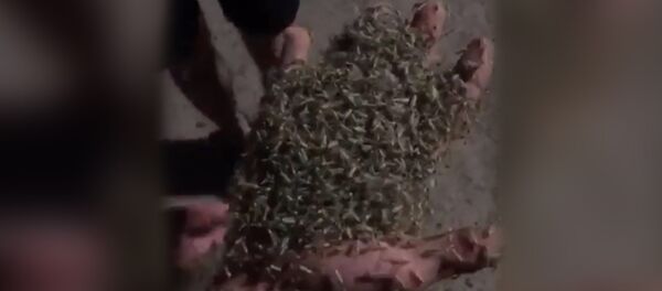 Тысячи комаров на набережной Таганрога Тысячи комаров на набережной Таганрога - Sputnik Южная Осетия