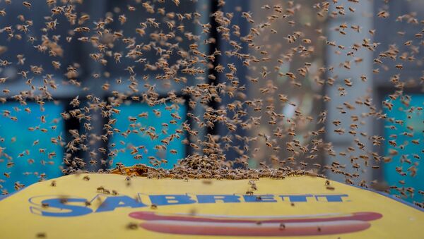 В центре Манхэттена тысячи пчел атаковали палатку с хот-догами - Sputnik Южная Осетия