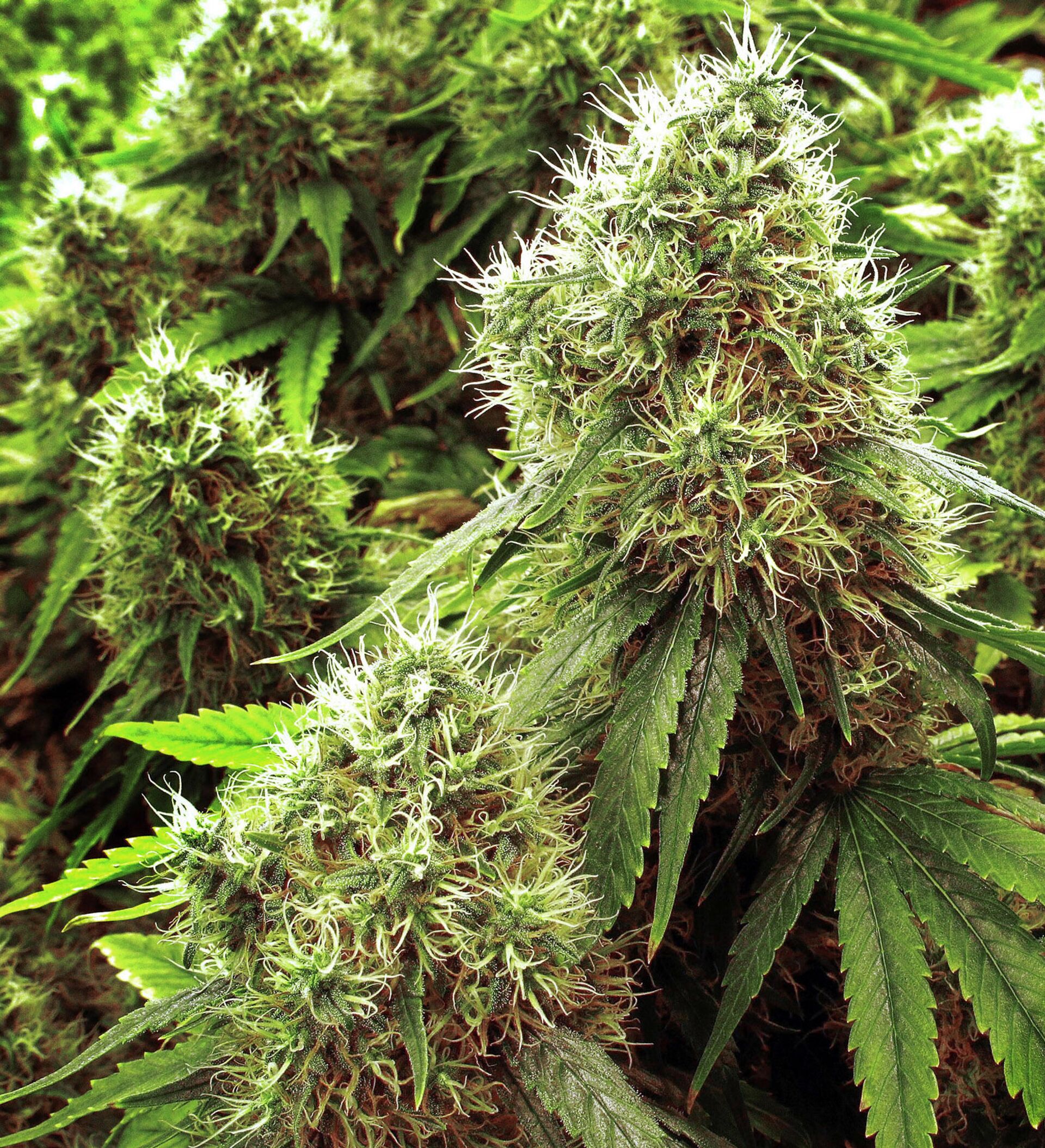 уроки выращивания марихуаны
