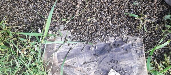 Дождь из клопов шокировал жителей Якутии Дождь из клопов шокировал жителей Якутии - Sputnik Южная Осетия