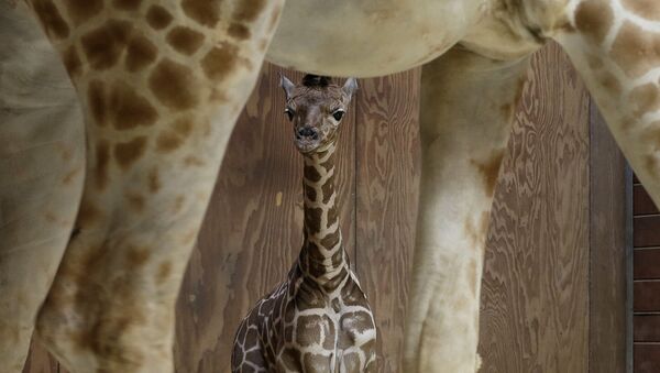 Маленькая самочка жирафа около матери в зоопарке Сан-Франциско - Sputnik Южная Осетия