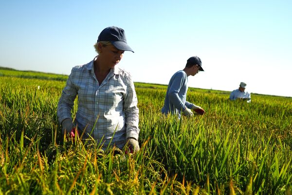 Выращивание риса в Краснодарском крае - Sputnik Южная Осетия
