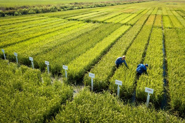 Выращивание риса в Краснодарском крае - Sputnik Южная Осетия