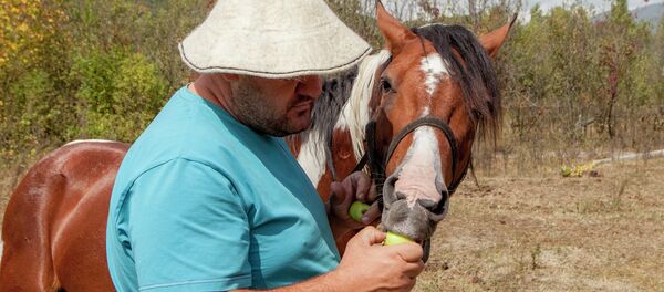 Джер: лошади - Sputnik Хуссар Ирыстон