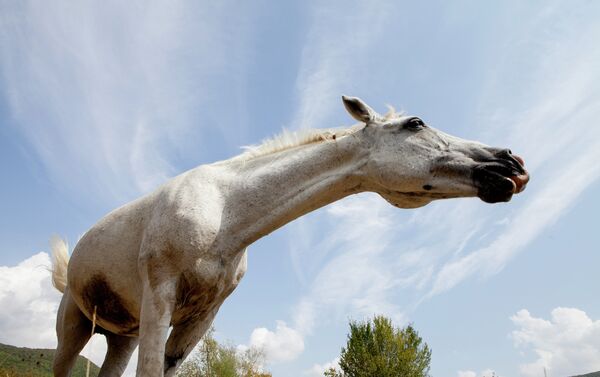 Джер: лошади - Sputnik Южная Осетия